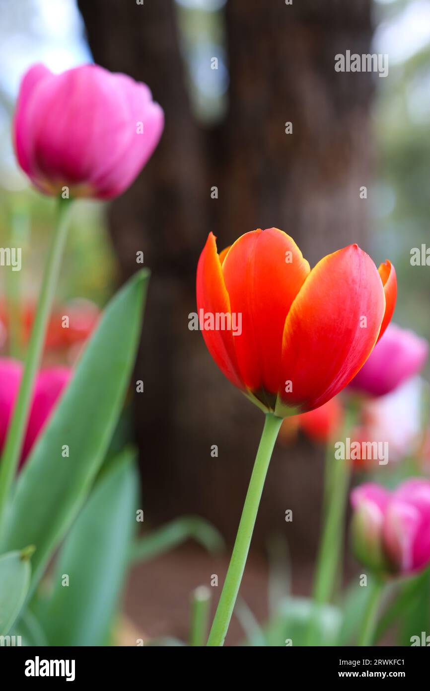 Tulipes rouges et roses au parc botanique Araluen, Perth, Australie occidentale Banque D'Images