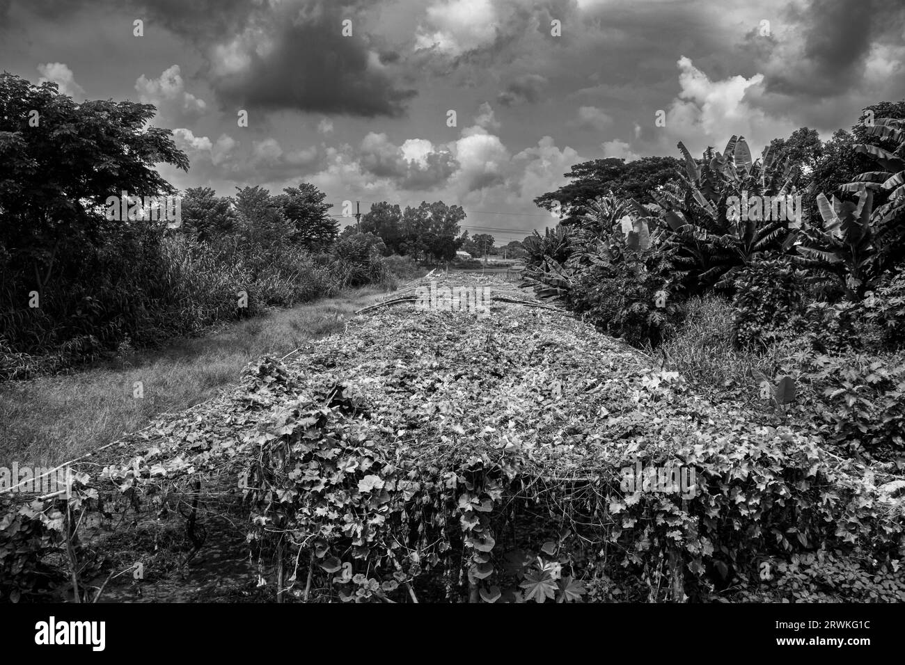 Photo de champ agricole sous le ciel nuageux de Ruhitpur, Bangladesh, photo prise le 6 septembre 2022 Banque D'Images