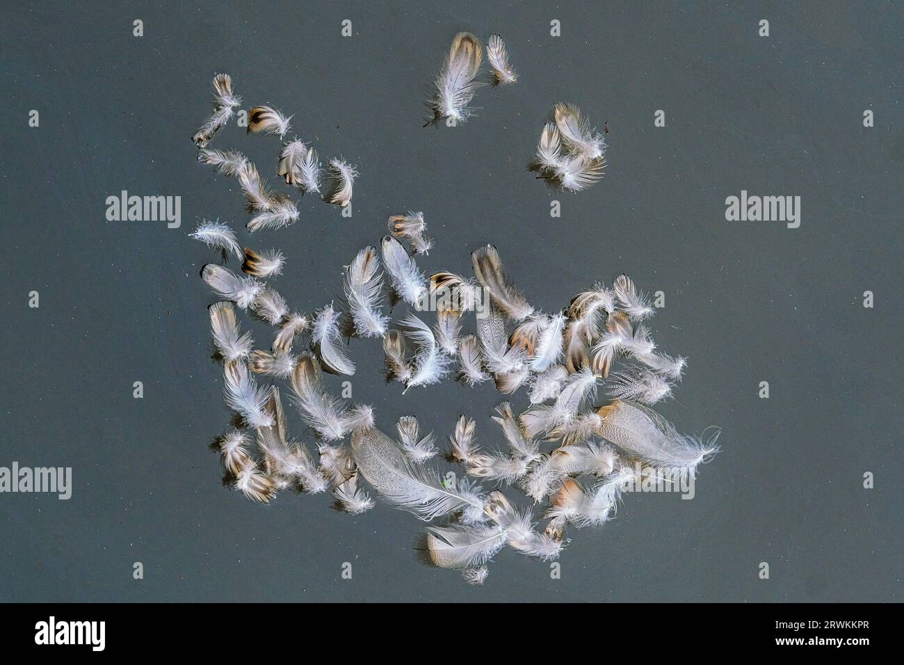 Gros plan vue de diverses plumes d'oiseaux sauvages flottant à la surface d'un lac à Newquay en Cornouailles au Royaume-Uni. Banque D'Images