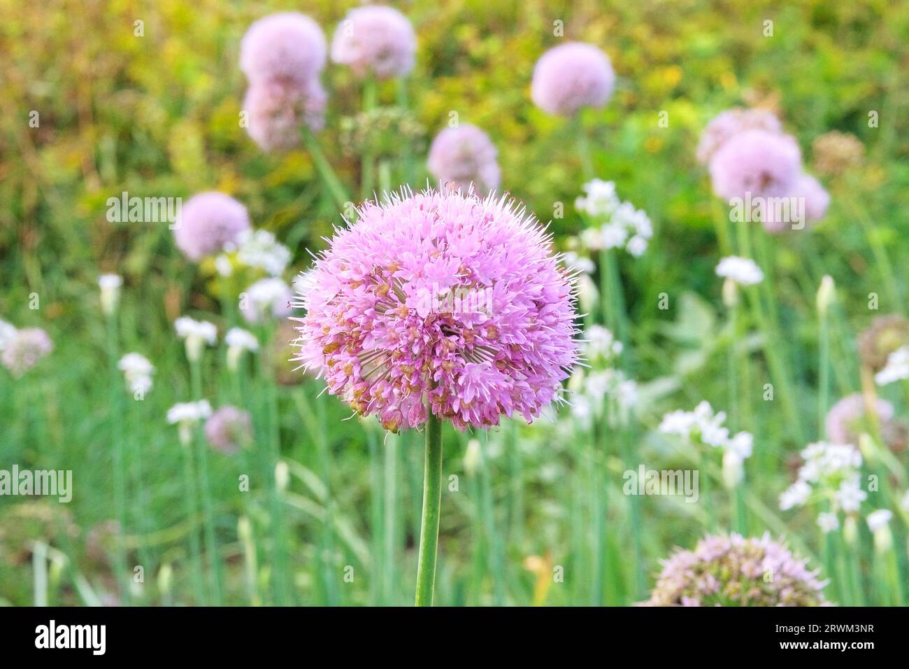 Fleur d'oignon violet dans l'agriculture et la récolte. Légumes cultivés dans un jardin rustique. Cultiver des légumes à la maison. Banque D'Images