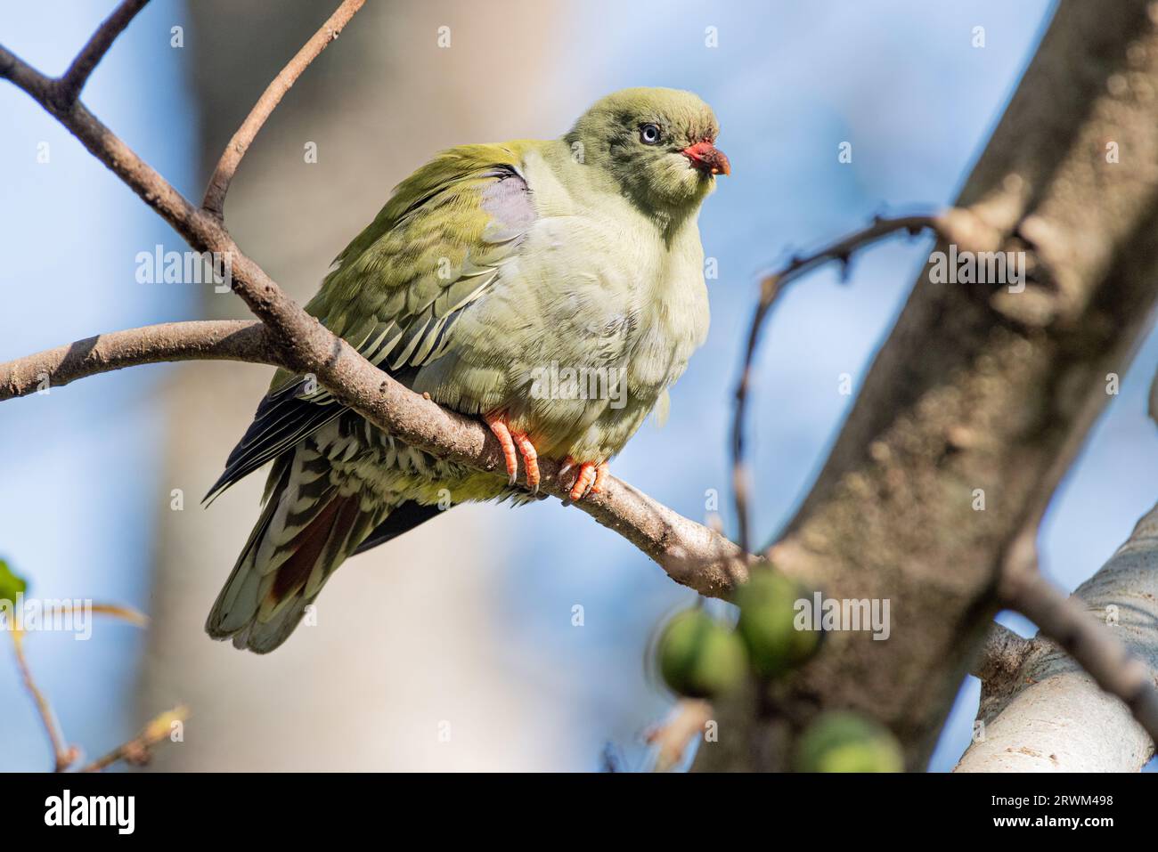 Pigeon vert africain, Treron calvus, sur un figuier, Makhanda, Cap oriental, Afrique du Sud, 08 août 2023. Banque D'Images