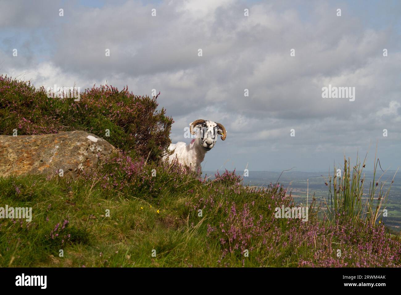 Mouton écossais Blackface dans la lande dans les collines irlandaises Banque D'Images