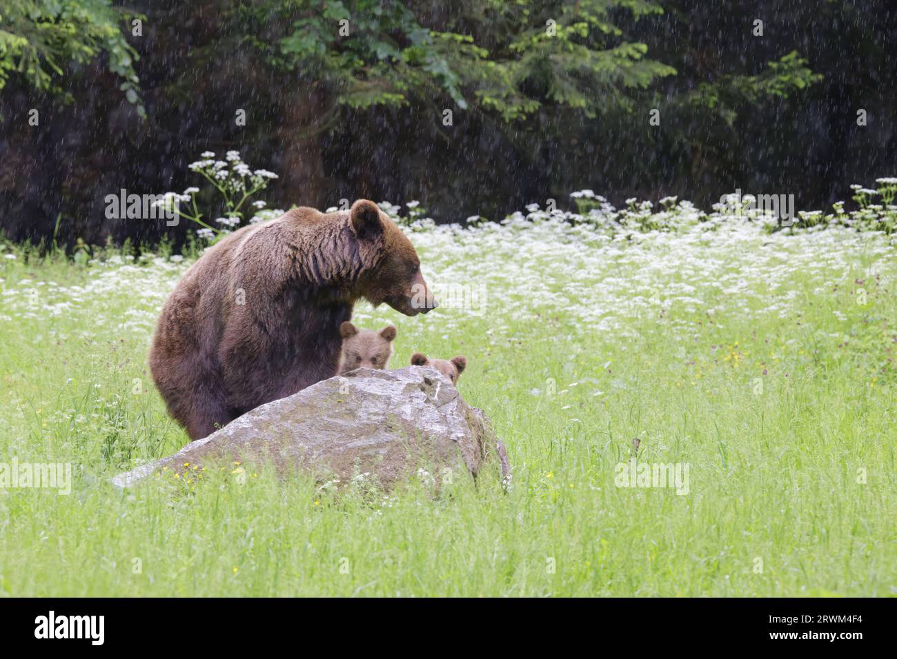 Ours brun européen - maman avec jeunes oursons Ursus arctos arctos montagnes des Carpates, Roumanie MA004384 Banque D'Images