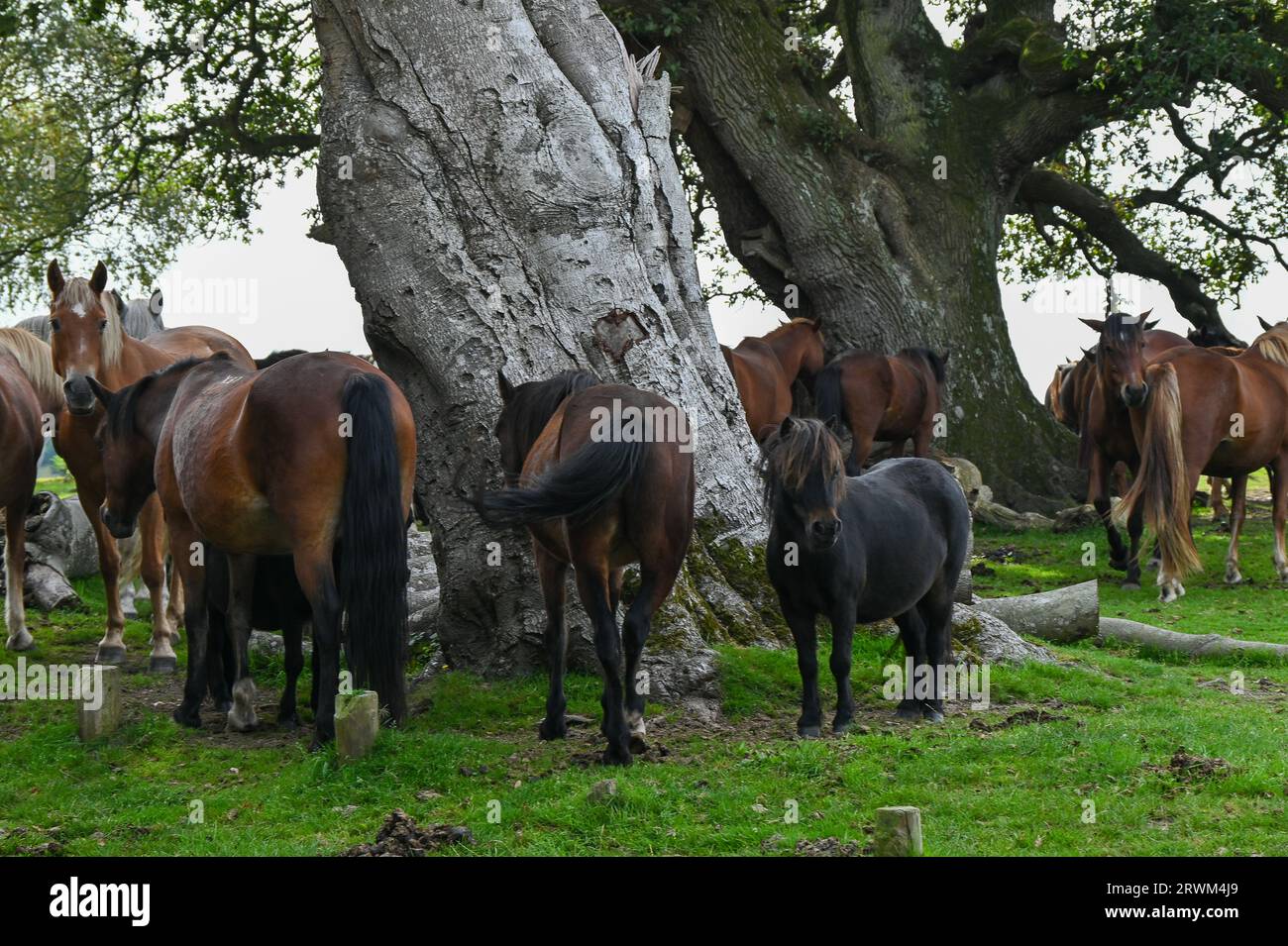 Les poneys sauvages de New Forest errent librement dans et autour de Burley, Pony's dans le parc national de New Forest Banque D'Images