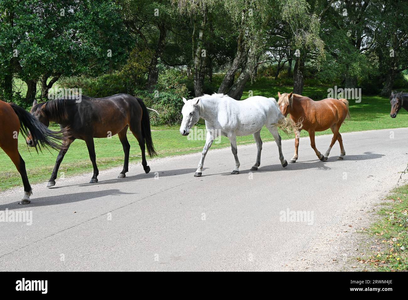 Les poneys sauvages de New Forest errent librement dans et autour de Burley, Pony's dans le parc national de New Forest Banque D'Images