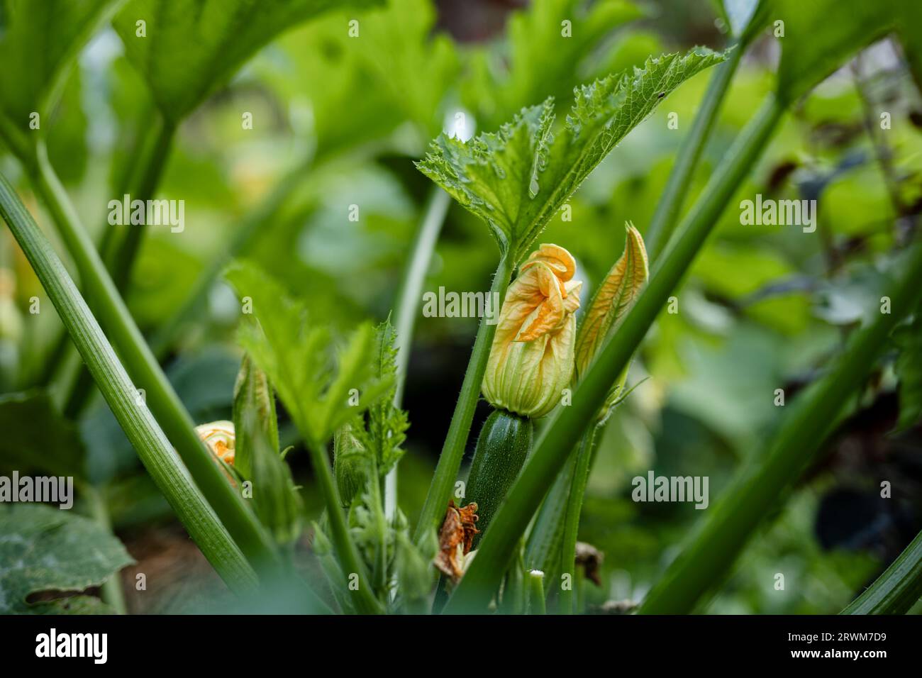 l'image en gros plan capture la beauté exquise d'une fleur de courgette dans son cadre naturel. Les teintes orange, jaune et vert clair vibrantes du blos Banque D'Images