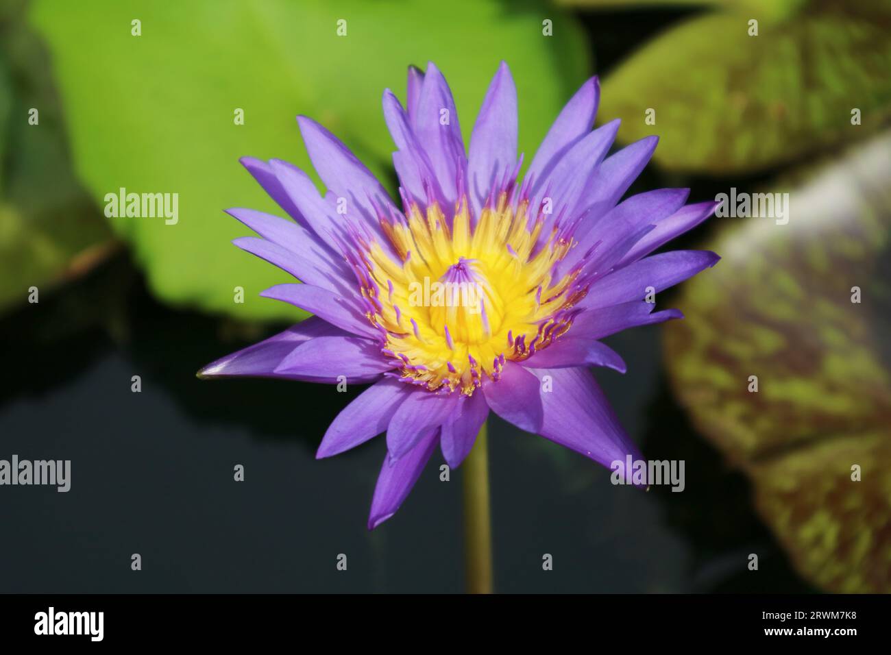 Gros plan de l'époustouflant nénuphar bleu violet qui fleurit au soleil Banque D'Images