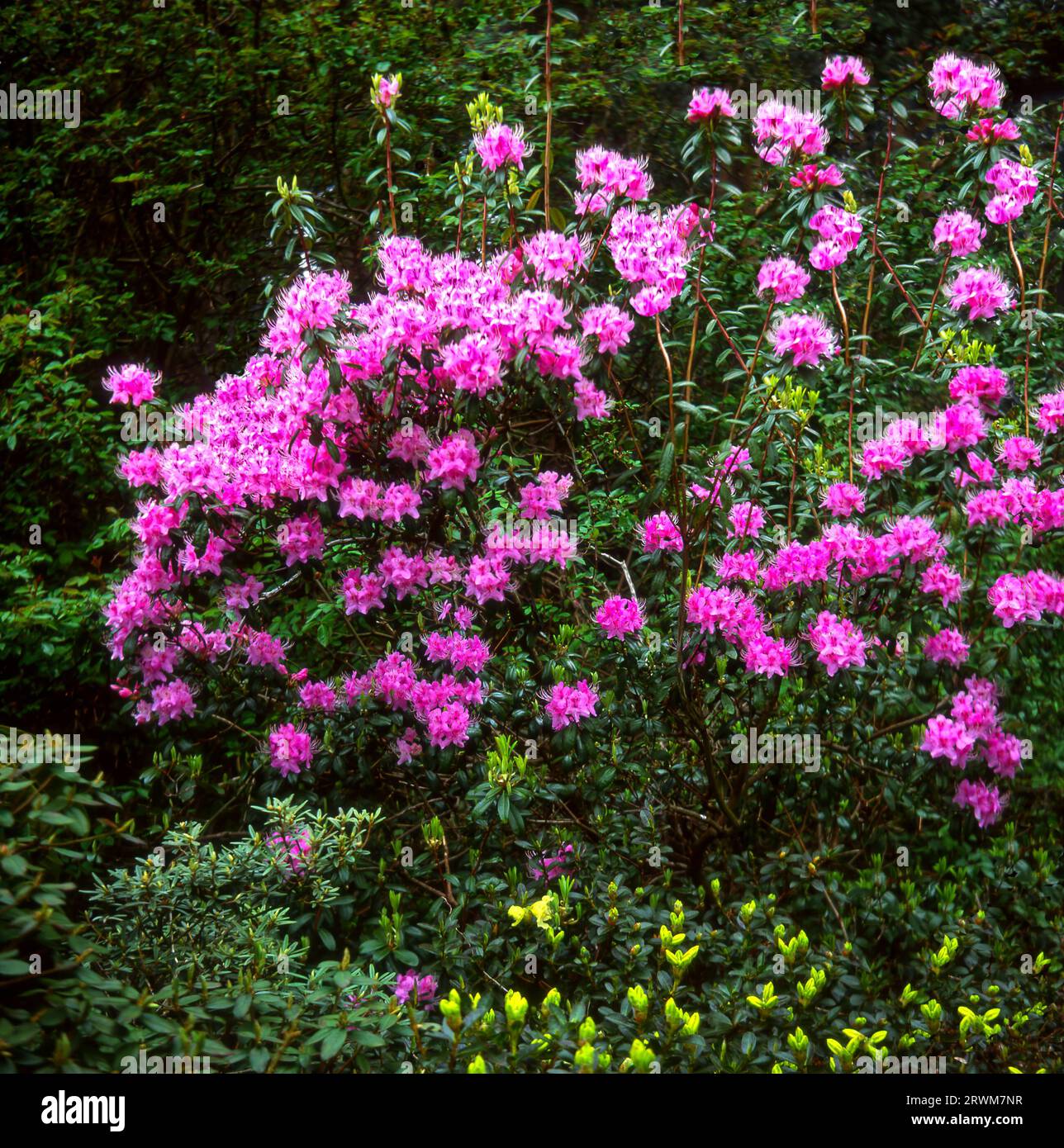 Rhodendrum davidsonianum floraison dans un jardin Banque D'Images
