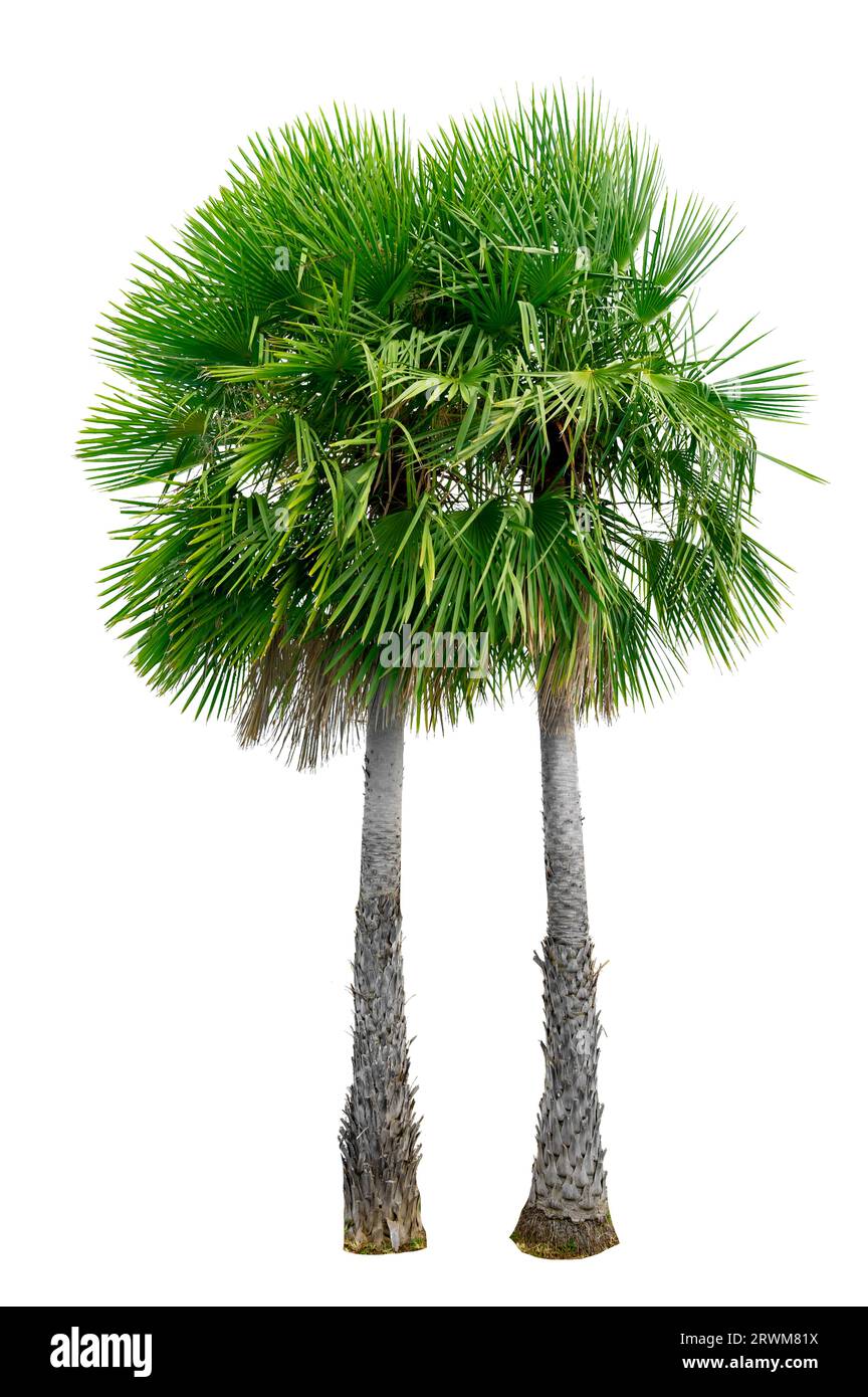 Grands palmiers utilisés dans la décoration de jardin sur fond blanc. Isolé Banque D'Images