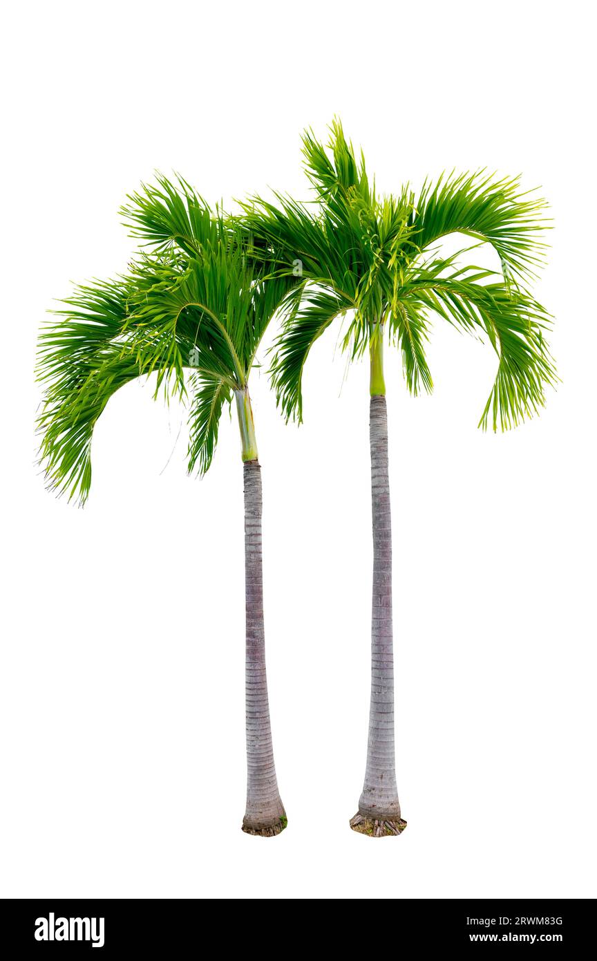 Grands palmiers utilisés dans la décoration de jardin sur fond blanc. Isolé Banque D'Images