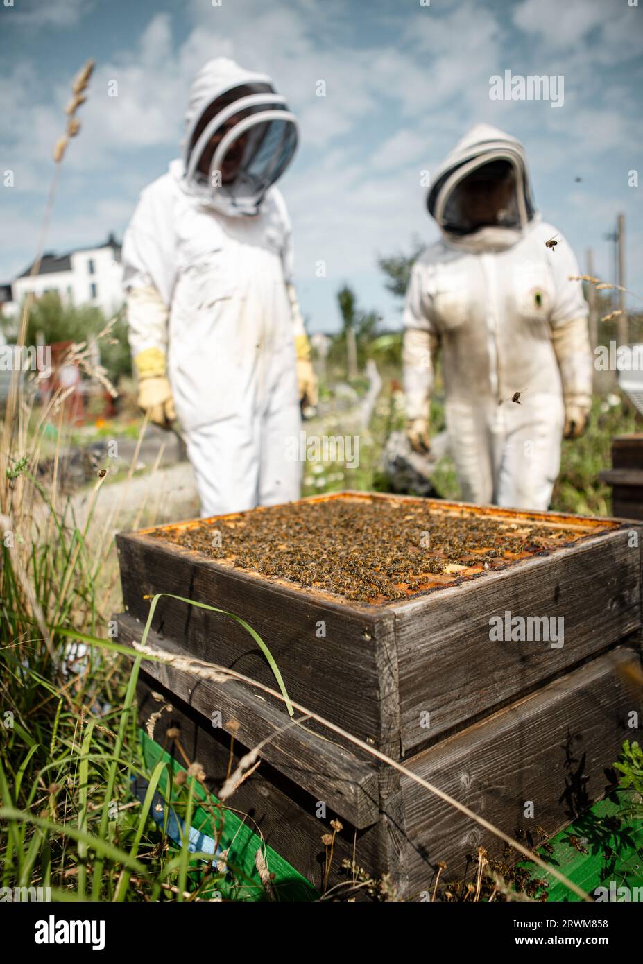 Deux apiculteurs travaillant avec leurs abeilles et leurs ruches Banque D'Images