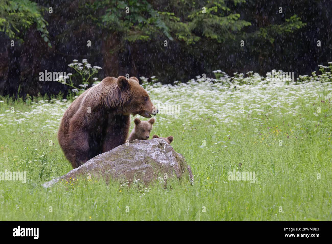 Ours brun européen - mère avec jeunes oursons Ursus arctos arctos montagnes des Carpates, Roumanie MA004544 Banque D'Images