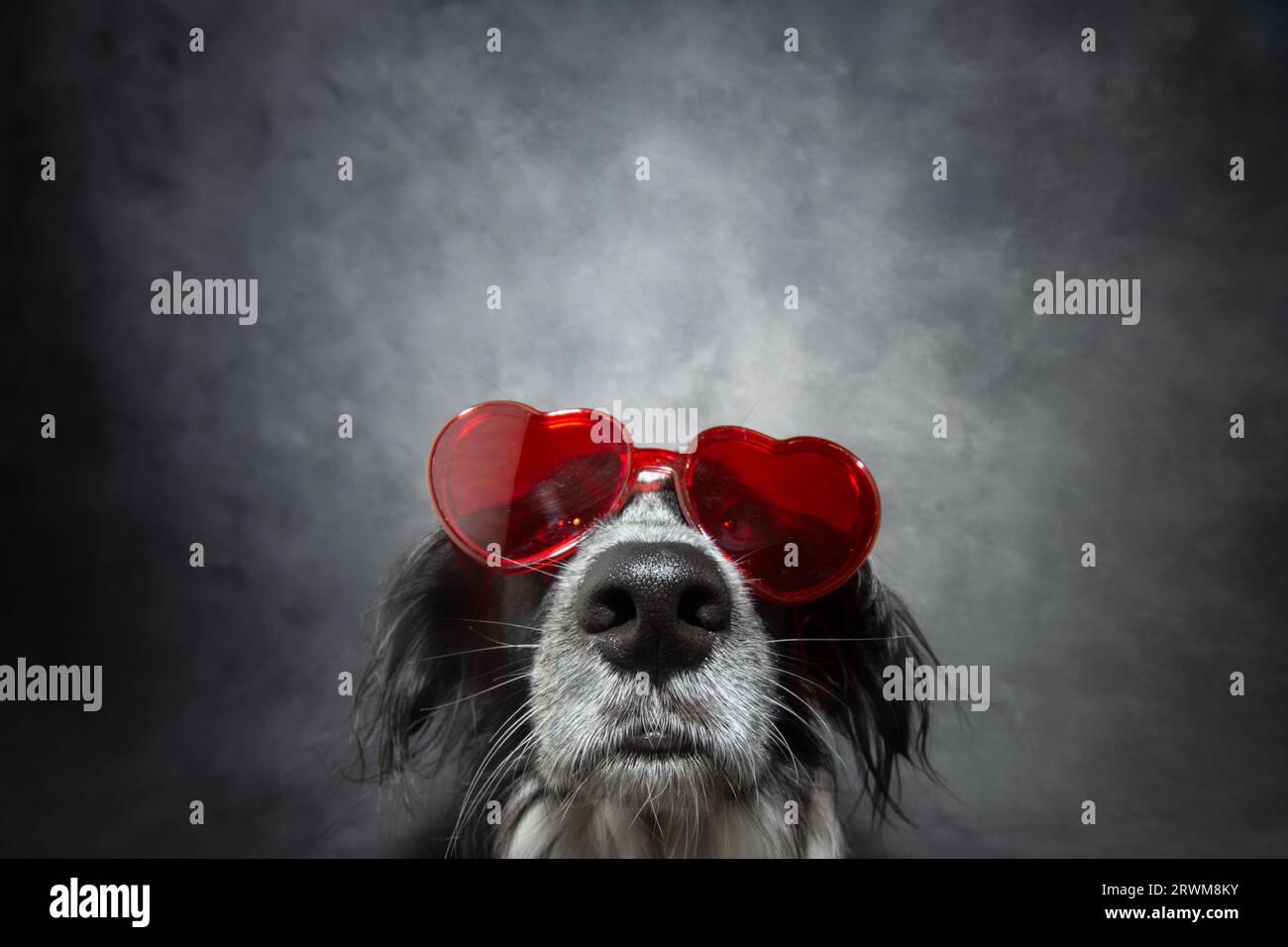 Chien chiot mignon célébrant la Saint-Valentin portant des lunettes en forme de coeur. Fond gris foncé isolé Banque D'Images
