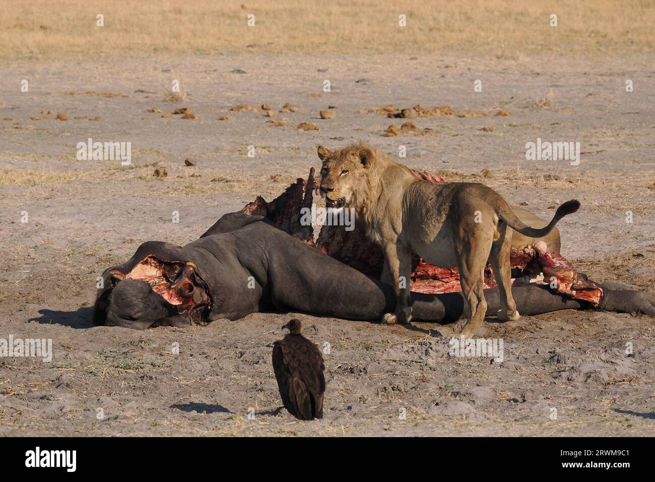 Cette grande fierté de lions avait tué un hippopotame dans la nuit. La plupart de la fierté avait mangé, mais quelques-uns se gorgeaient encore. Banque D'Images