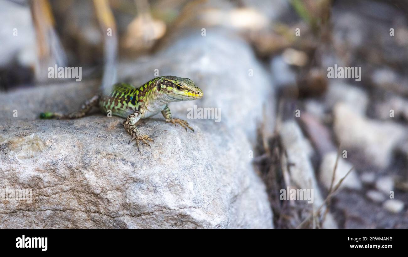 Une vue d'un lézard sur un rocher dans le paysage de Sicile, Italie, Europe. Banque D'Images