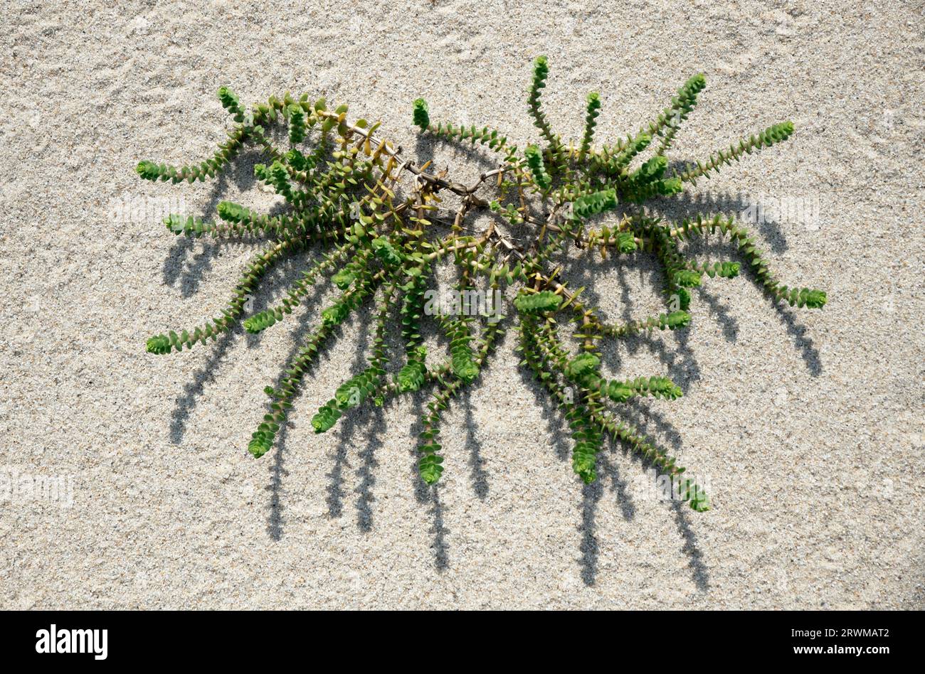 Honckenya peploides ou growns de sable de mer au milieu des dunes de plage. Banque D'Images