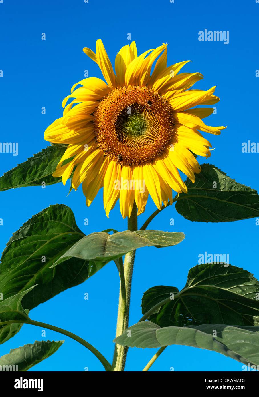 Grand tournesol en pleine floraison. Banque D'Images