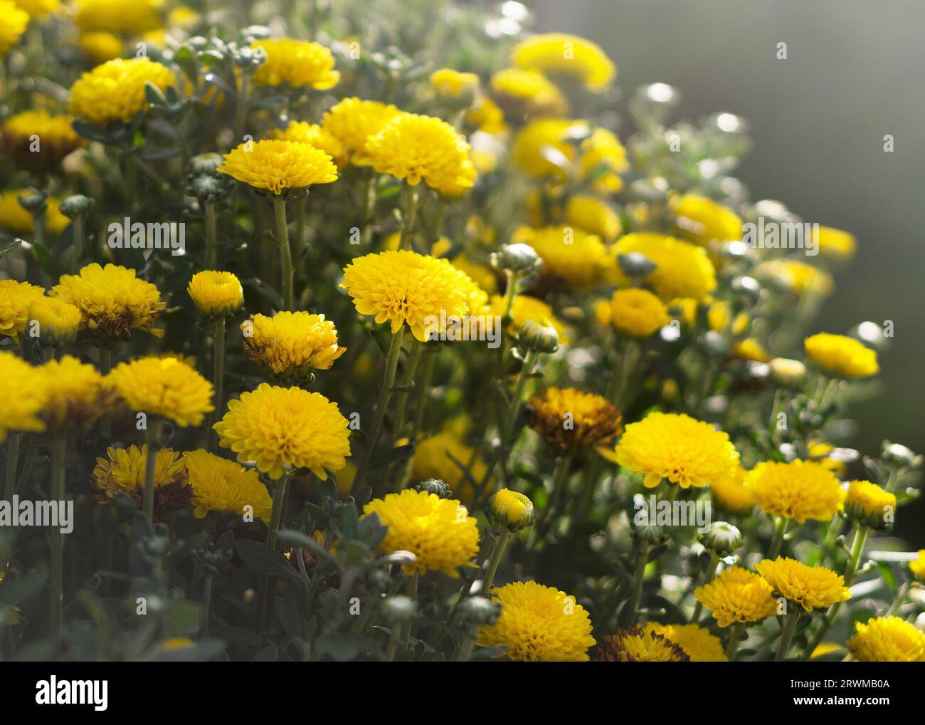 Chrysanthèmes jaunes dans un jardin fleuri par une journée ensoleillée Banque D'Images