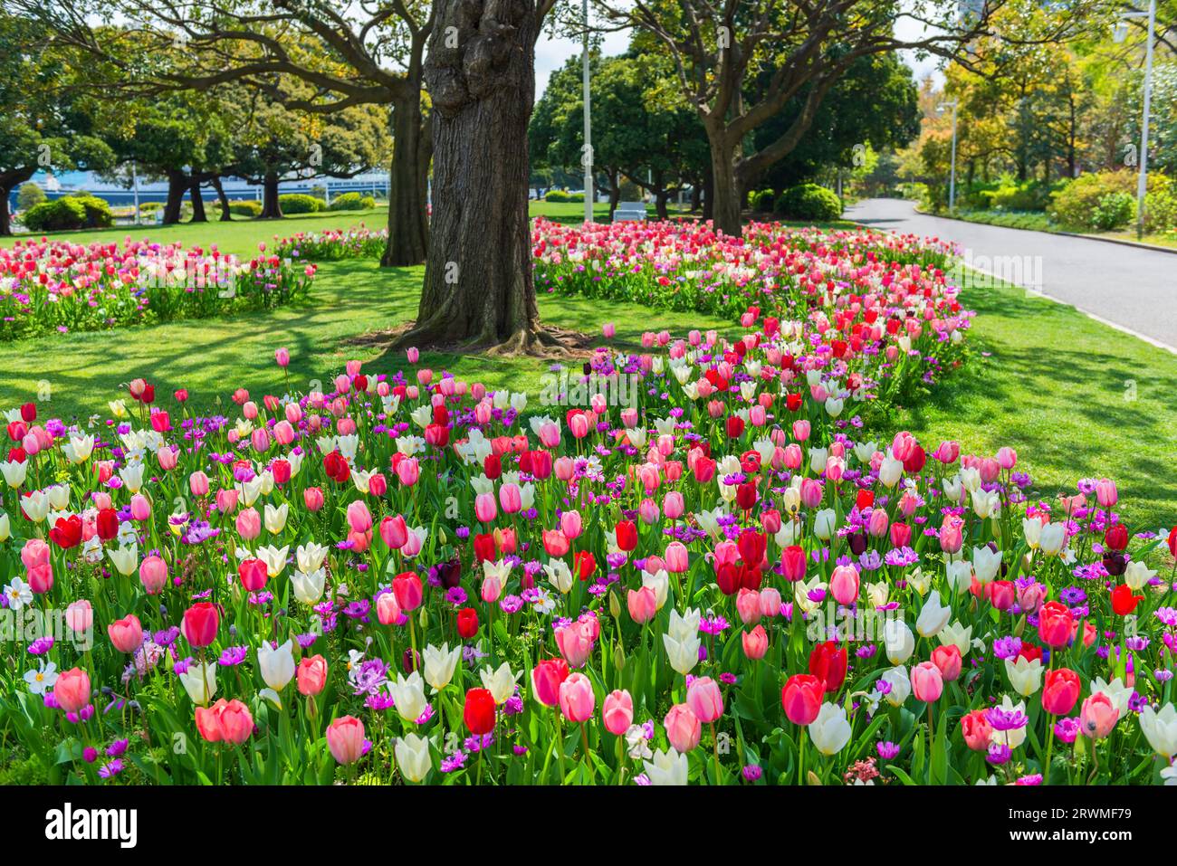 Fleurs fleuries de fleurs de tulipes sur le parc urbain, printemps, Japon, Yokohama. Banque D'Images