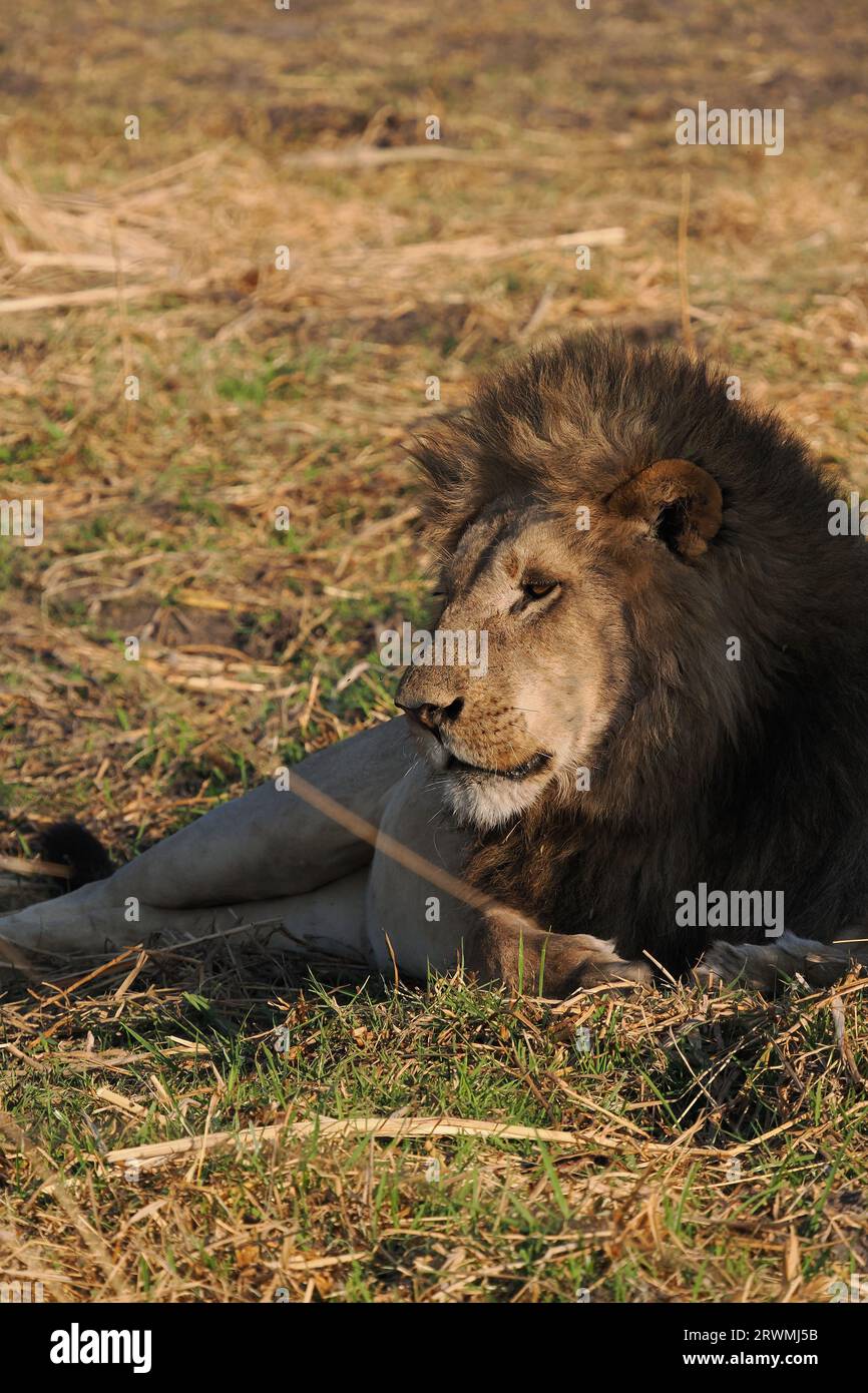 Ces images ont été pour la plupart prises tôt le matin, les lions ayant eu une chasse nocturne réussie par la taille de leur estomac. Banque D'Images