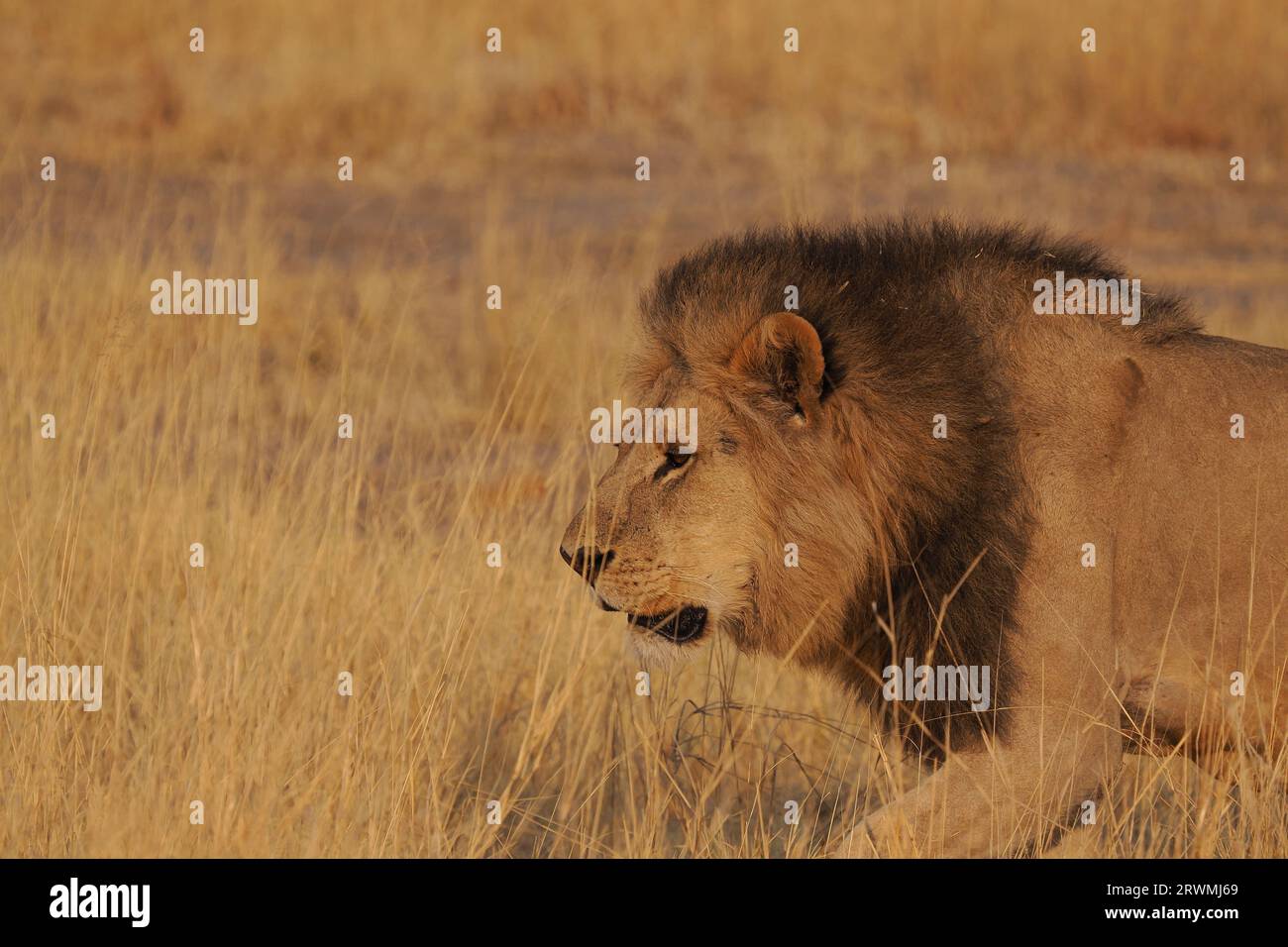 Ces images ont été pour la plupart prises tôt le matin, les lions ayant eu une chasse nocturne réussie par la taille de leur estomac. Banque D'Images