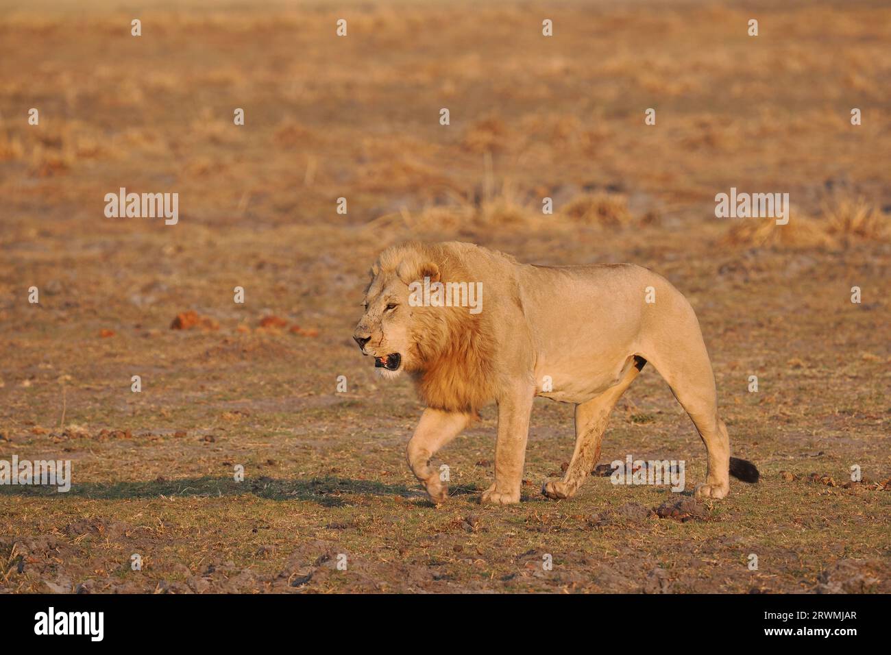 Ces images ont été pour la plupart prises tôt le matin, les lions ayant eu une chasse nocturne réussie par la taille de leur estomac. Banque D'Images