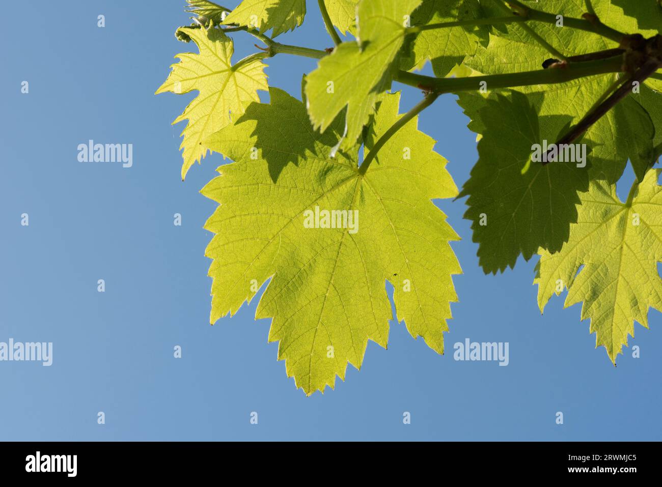 Jeunes feuilles de vigne (Vitis vinifera) à la fin du printemps rétro-éclairées vert pâle frais sur ciel bleu sur une vigne de jardin, Berkshire, mai Banque D'Images