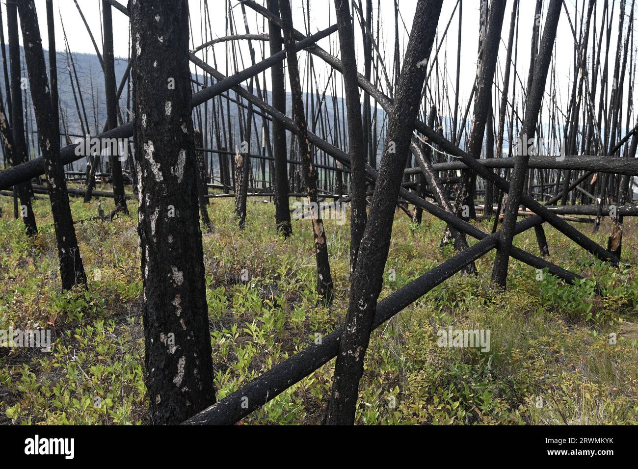 forêt brûlée après un feu de forêt. Banque D'Images