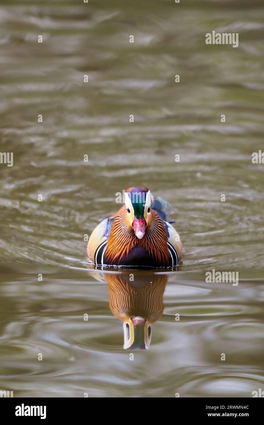 Canard mandarin mâle (Aix galericulata), Royaume-Uni Banque D'Images