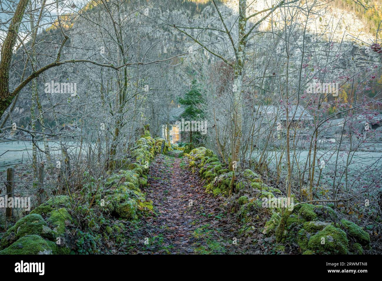 Chemin avec des pierres couvertes de mousse et de givre pendant la saison d'automne - Hallstatt, Autriche Banque D'Images