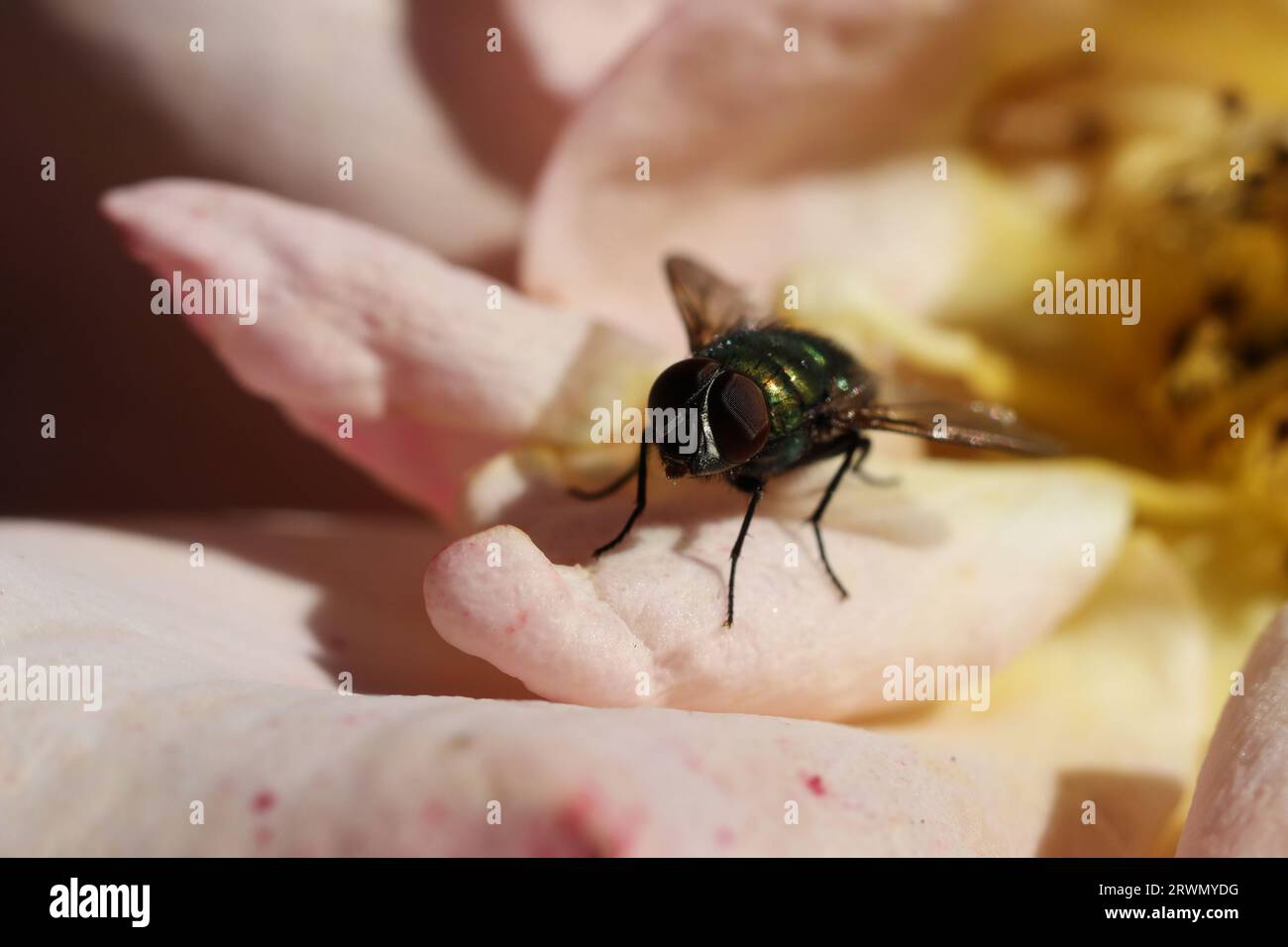 un gros plan d'une mouche verte bouteille sur un pétale de rose Banque D'Images