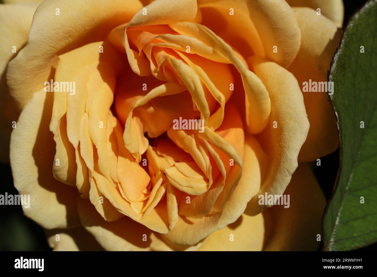 un gros plan d'une tête de fleur rose jaune Banque D'Images