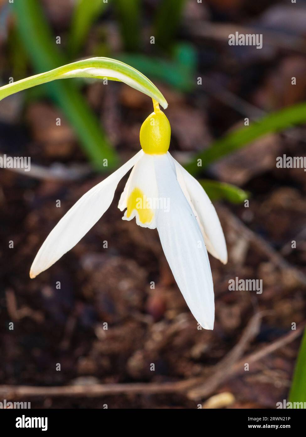 Chute de neige en floraison de février avec ovaire jaune et marques intérieures, Galanthus 'Treasure Island' Banque D'Images