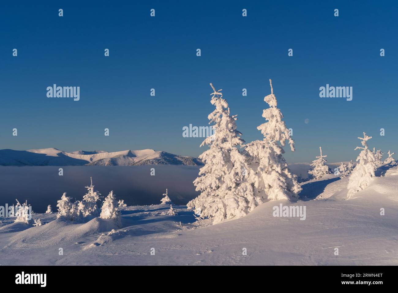 Paysage d'hiver ensoleillé avec des sapins couverts de neige dans les montagnes Banque D'Images