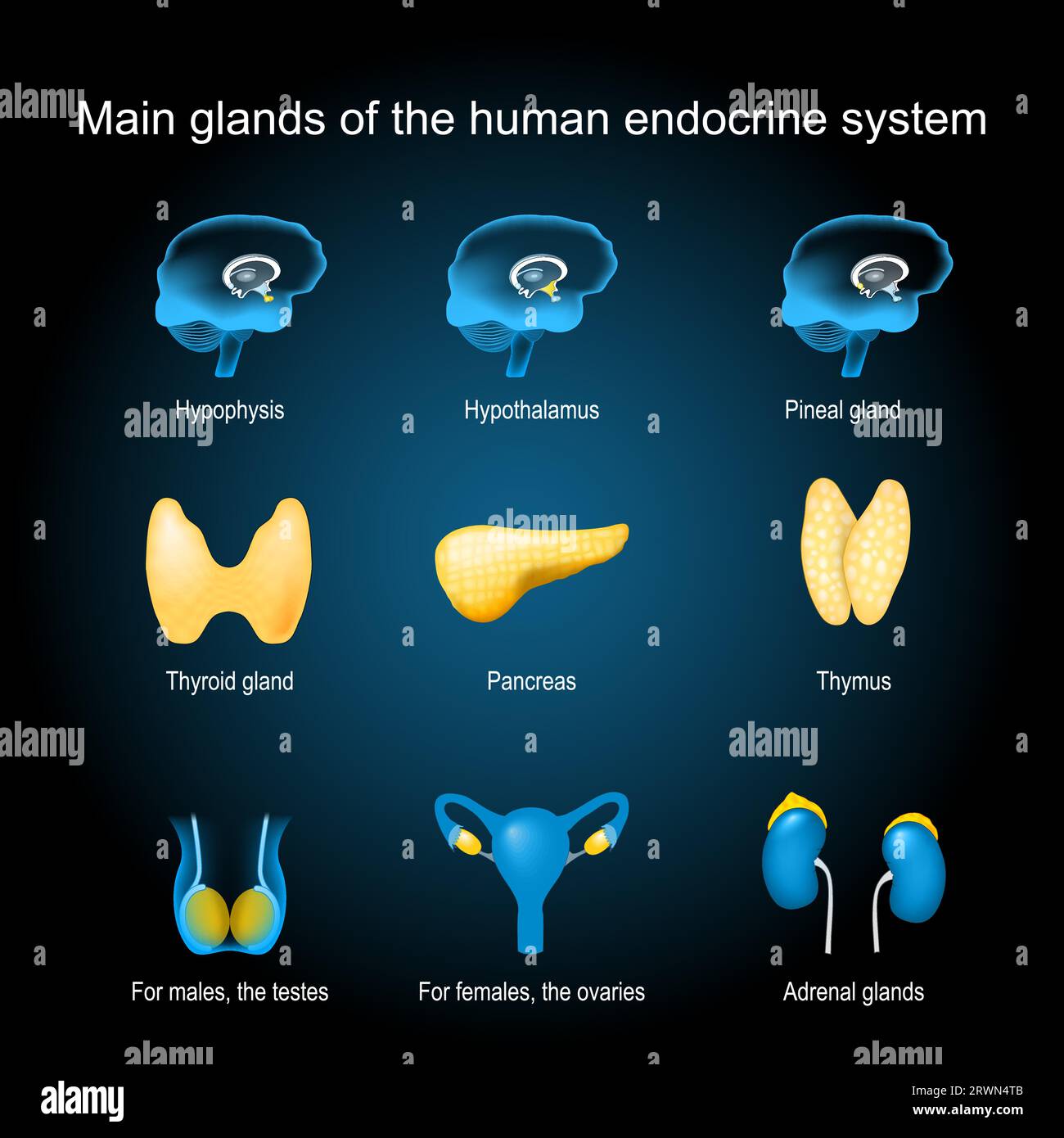 Glandes du système endocrinien humain. hypophyse, pinéale, glandes surrénales, testicule, ovaire, pancréas, thyroïde et thymus. Définissez les icônes avec un effet lumineux. Illustration de Vecteur