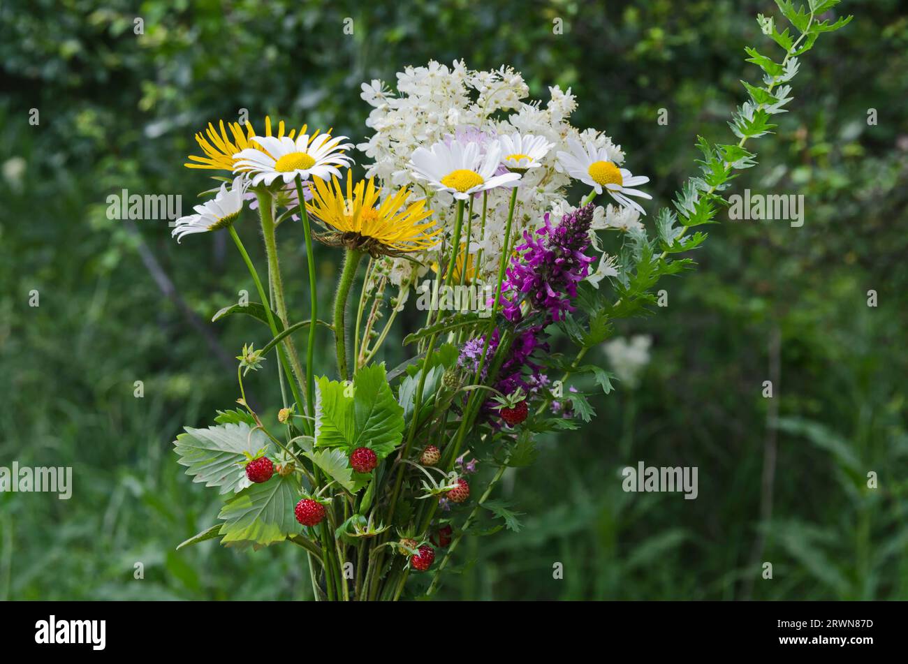 Bouquet de fleurs des champs et de brindilles avec des baies de fraises sauvages, Plana planina, Bulgarie Banque D'Images