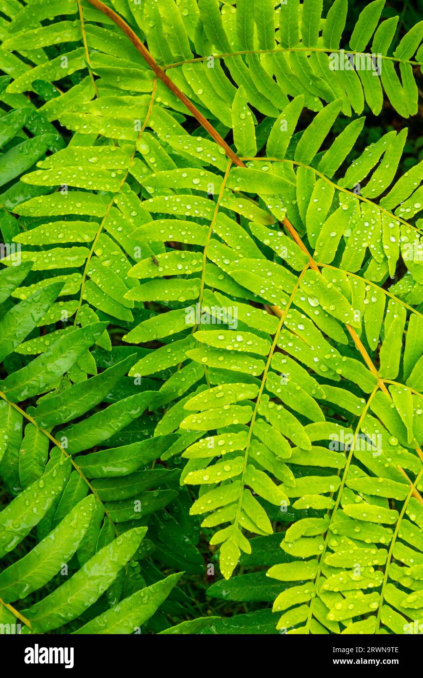 Plantes boisées poussant à How Hill Secret Gardens à Ludham dans le parc national de Norfolk Broads Angleterre créé par Edward Thomas Boardman dans les années 1920 Banque D'Images