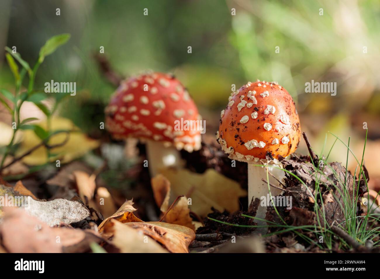 Mashroom non comestible, agaïque de mouche fraîche dans une herbe d'automne horizontale Banque D'Images