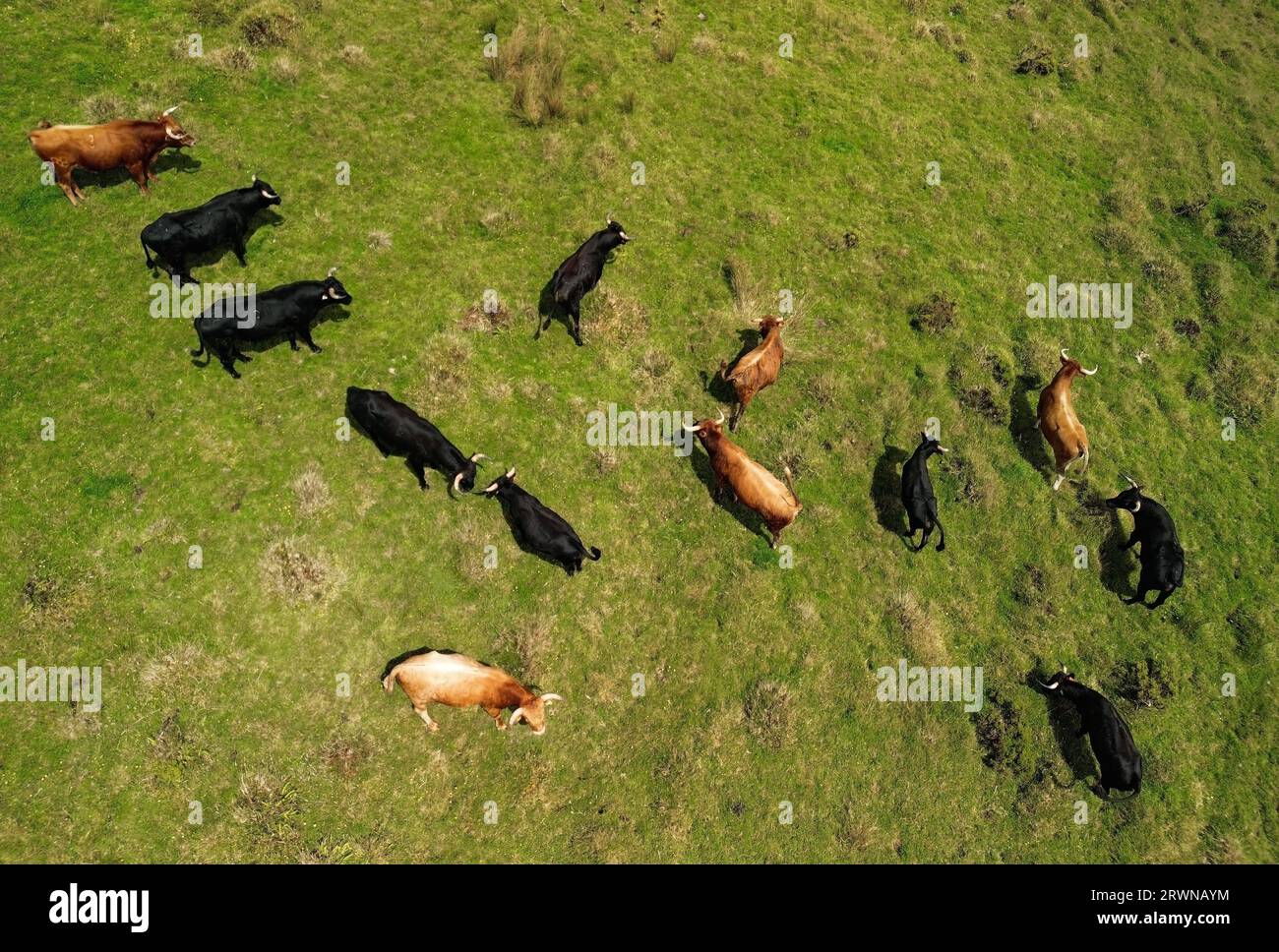 Troupeau de vaches de boucherie dans les Açores vu d'en haut Banque D'Images