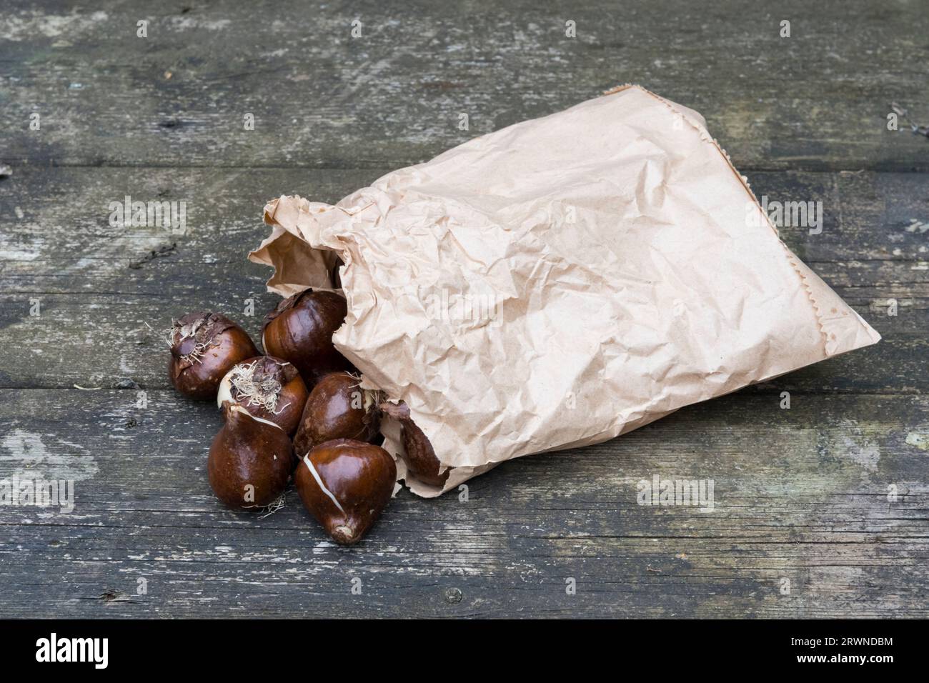 Bulbes Tulipa 'Negrita'. Banque D'Images