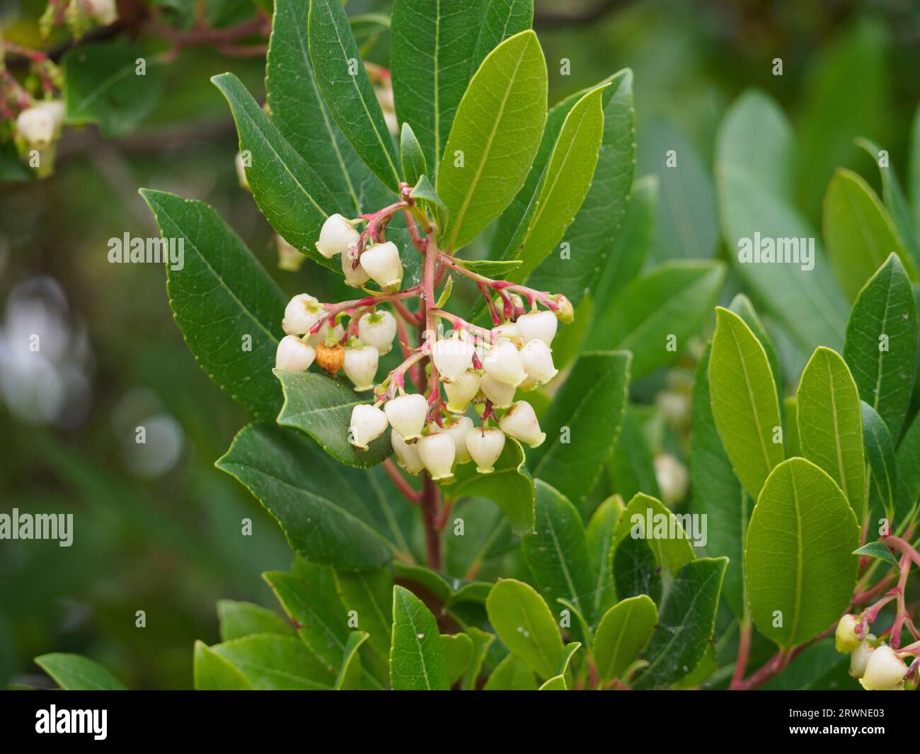 Fleurs du fraisier, Arbutus unedo Banque D'Images