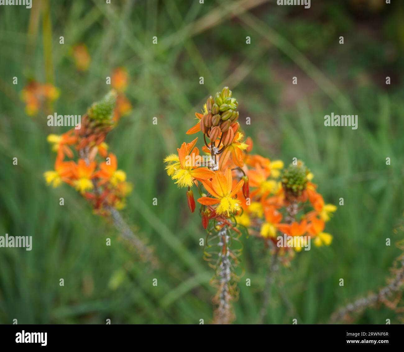 Bulbine frutescens Banque D'Images