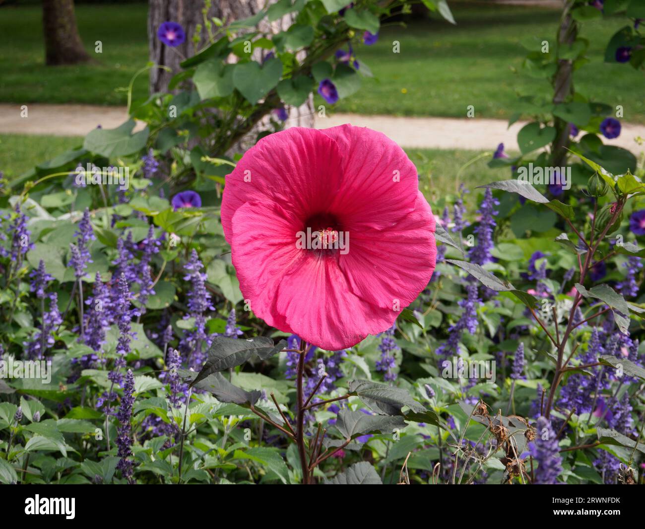 Grand hibiscus fleuri rouge dans un lit du jardin des plantes St Nazaire Banque D'Images