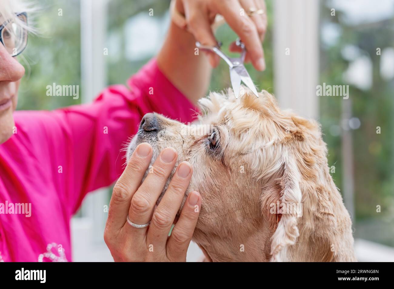 American Cocker Spaniel est coupé par un toiletteur professionnel. Horizontalement. Banque D'Images