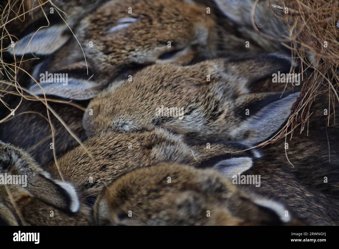 Nid de bébés lapins trouvés dans un lit de jardin surélevé. Banque D'Images