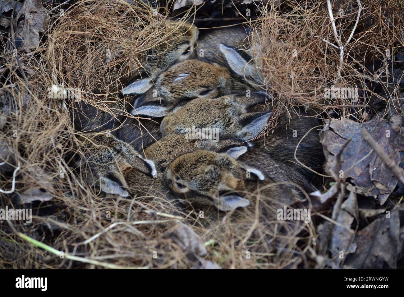 Nid de bébés lapins trouvés dans un lit de jardin surélevé. Banque D'Images