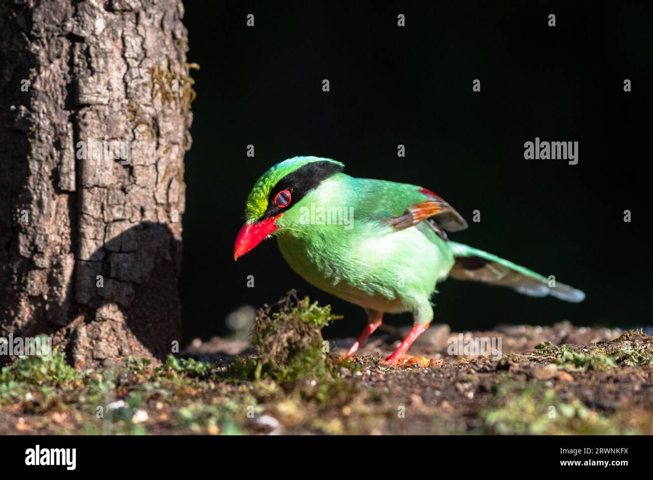 L'oiseau pie vert commun des bois de sattal, Uttarakhand Banque D'Images