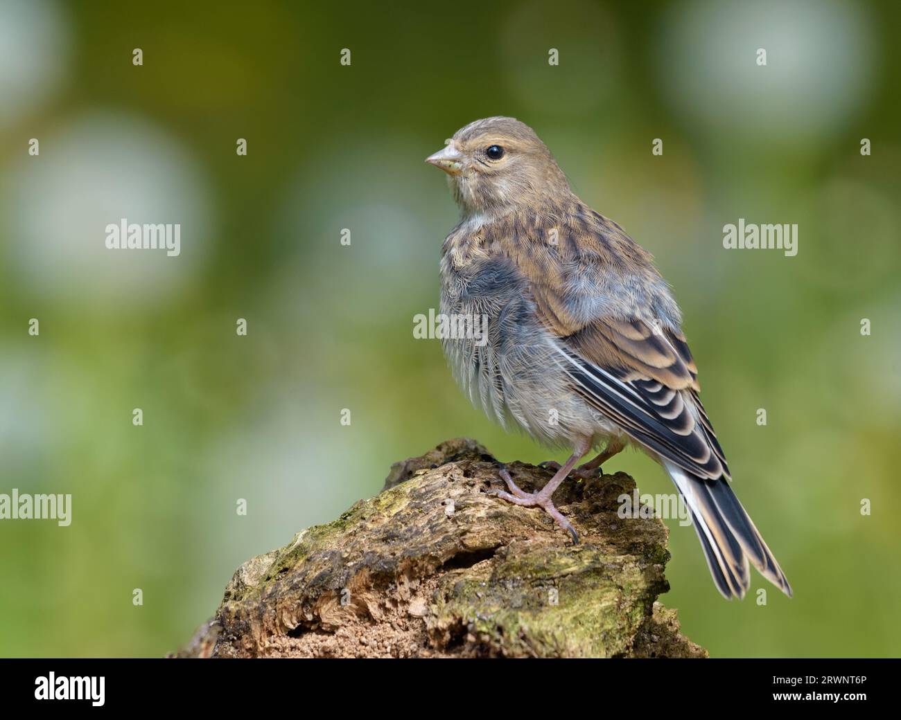 Jeune femelle linnet commun (Linaria cannabina) posant sur un tronc d'écorce d'arbre avec fond vert Banque D'Images
