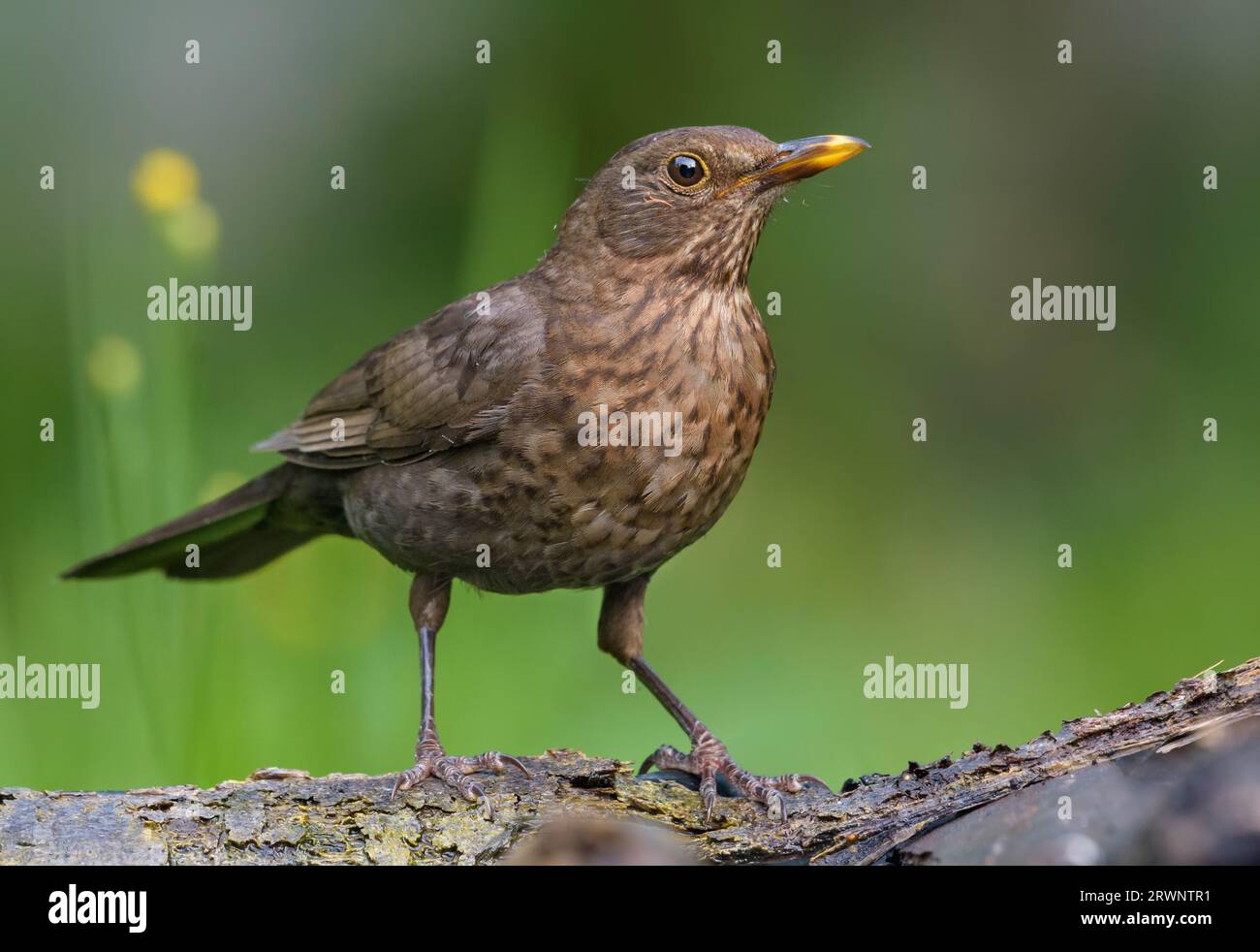 oiseau noir commun (turdus merula) posant en grande forme près d'un étang d'eau sur la souche moussue dans une lumière douce Banque D'Images