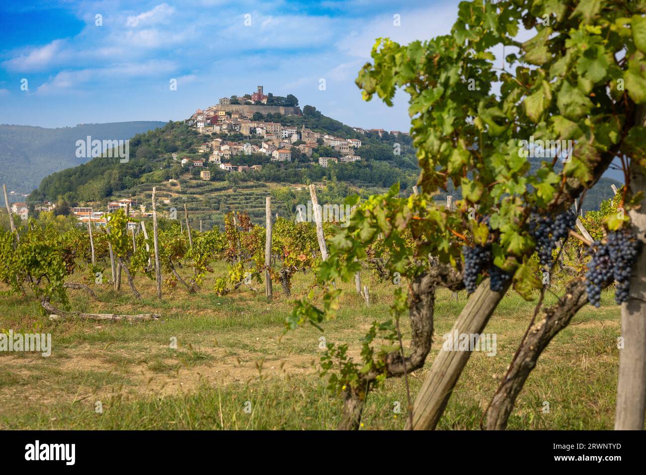 Le village de montagne croate Motovun, un vignoble en face. Région d'Istrie. Banque D'Images